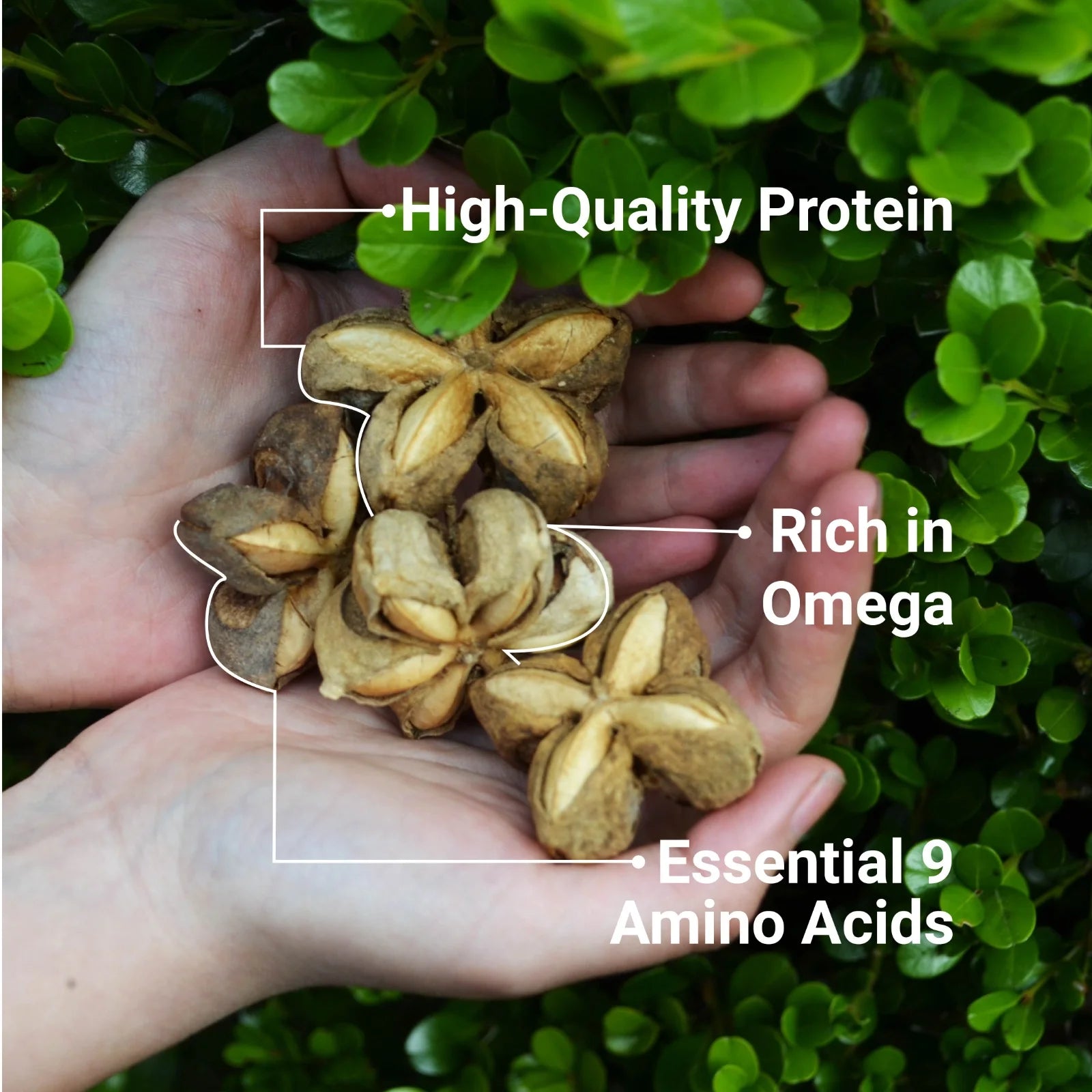 Natural Organic Sacha Inchi Protein Powder by , Complete Plant Based Protein - 250G