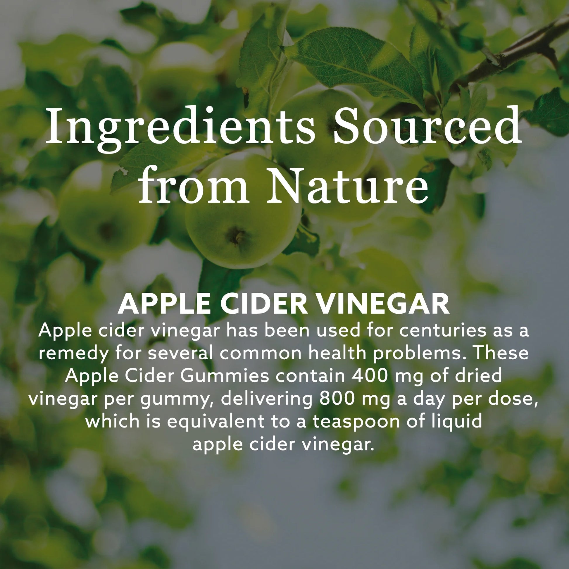 Apple Cider Gummies | ACV Wellness Supplement | 60 Count (Pack of 2)